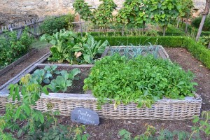 vegetable-garden-890625_640