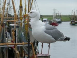 seagull-407653_640