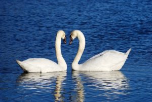 swans-1299971_640