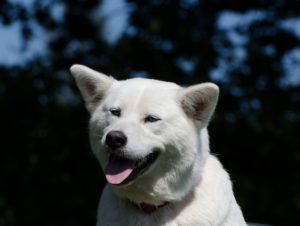 akita-inu-747885_640