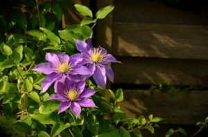 clematis-1444236_640